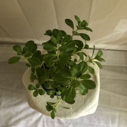 Cuban Mint/Spanish Oregano 