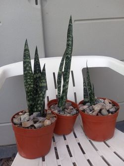 PLANTS