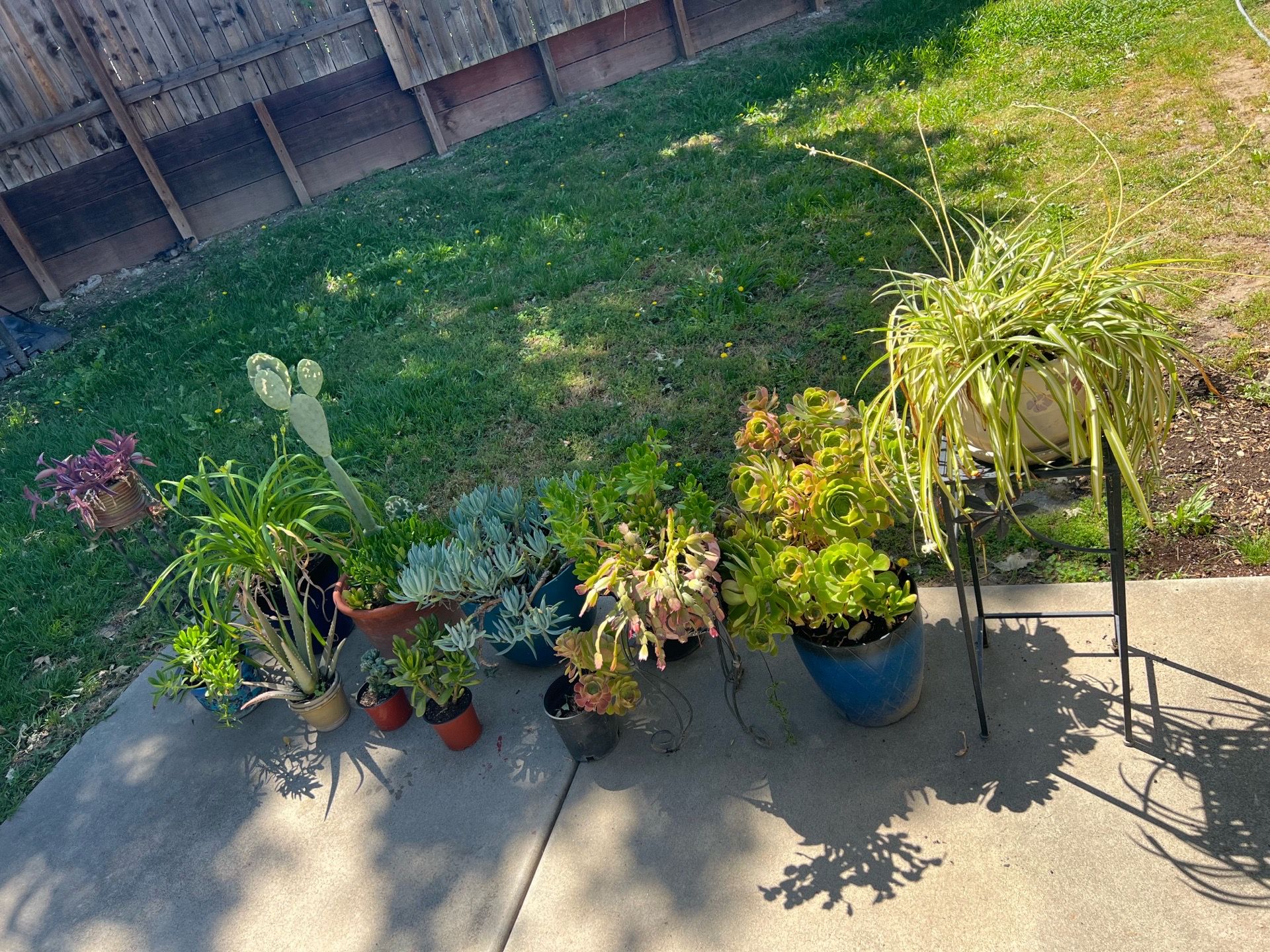 Big plant lot take it all!