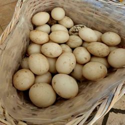 🥚 🥚 🥚 DUCK EGGS 🥚 🥚 🥚 