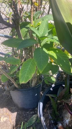 Plant