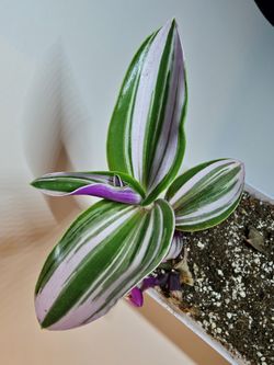 Tradescantia Plant 