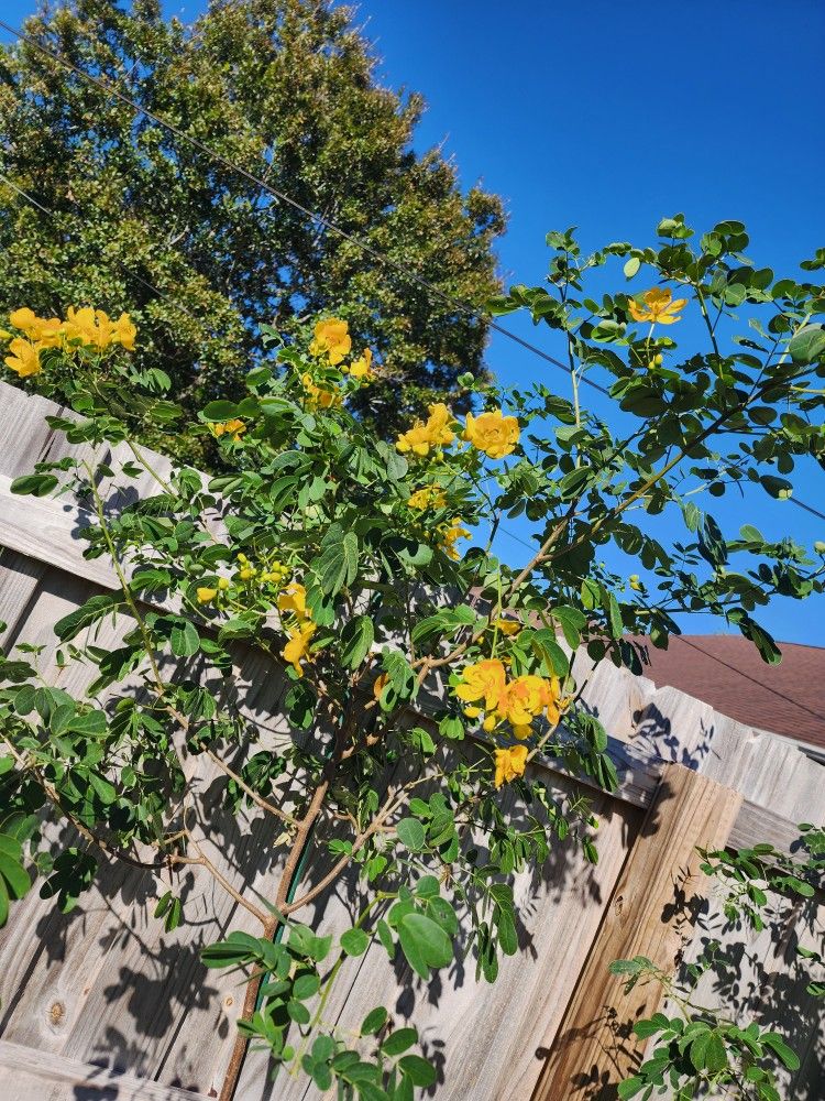 Winter Cassia Tree Matured 100