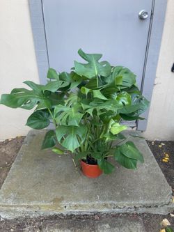 Monstera Deliciosa Swiss Cheese House Plant 8” Pot