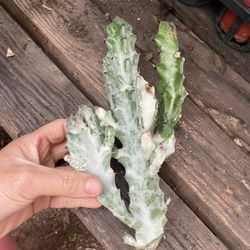 Ghost Cactus Cutting, $10each Zip 95820
