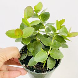 Plants (4”pot🌿Hoya Cumingiana )