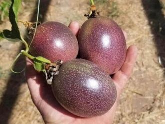 $40.00EACH PASSION FRUIT PLANT’S🍃🪴/ MARCUYAS O PASIFLORAS 🍃🪴