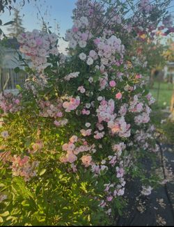 Perfume Breeze Rose