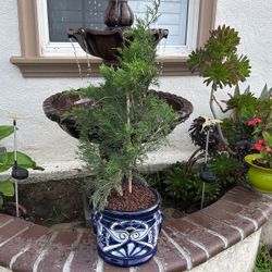 Bonsai Tree