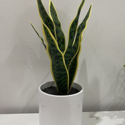 Artificial Plant