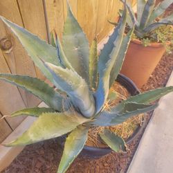 Agave