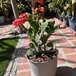 Corona De Cristo Planta Grande