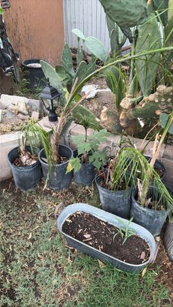 Palm trees FREE!!