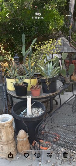 cactus 🌵