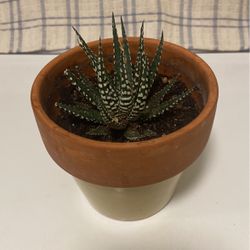 Zebra Plant - Haworthia fasciata - Easy to Grow/Hard to Kill Succulent In Glazed Ceramic Pot 
