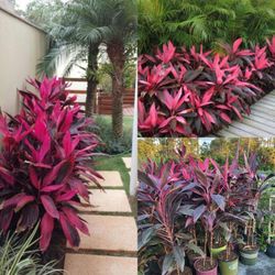 Red Sister  Plant 3gal 