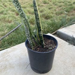 Snake Plant 