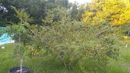 Brazilian cherry tree (or Surenam cherry)