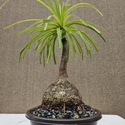 Old Ponytail Palm Bonsai Tree  ( OUTDOOR and INDOOR PLANT)