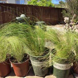 Mexican Feather Grass. Large And Small