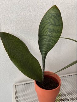 Whale Fin Snake Plant