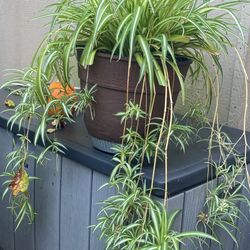 Room Plant