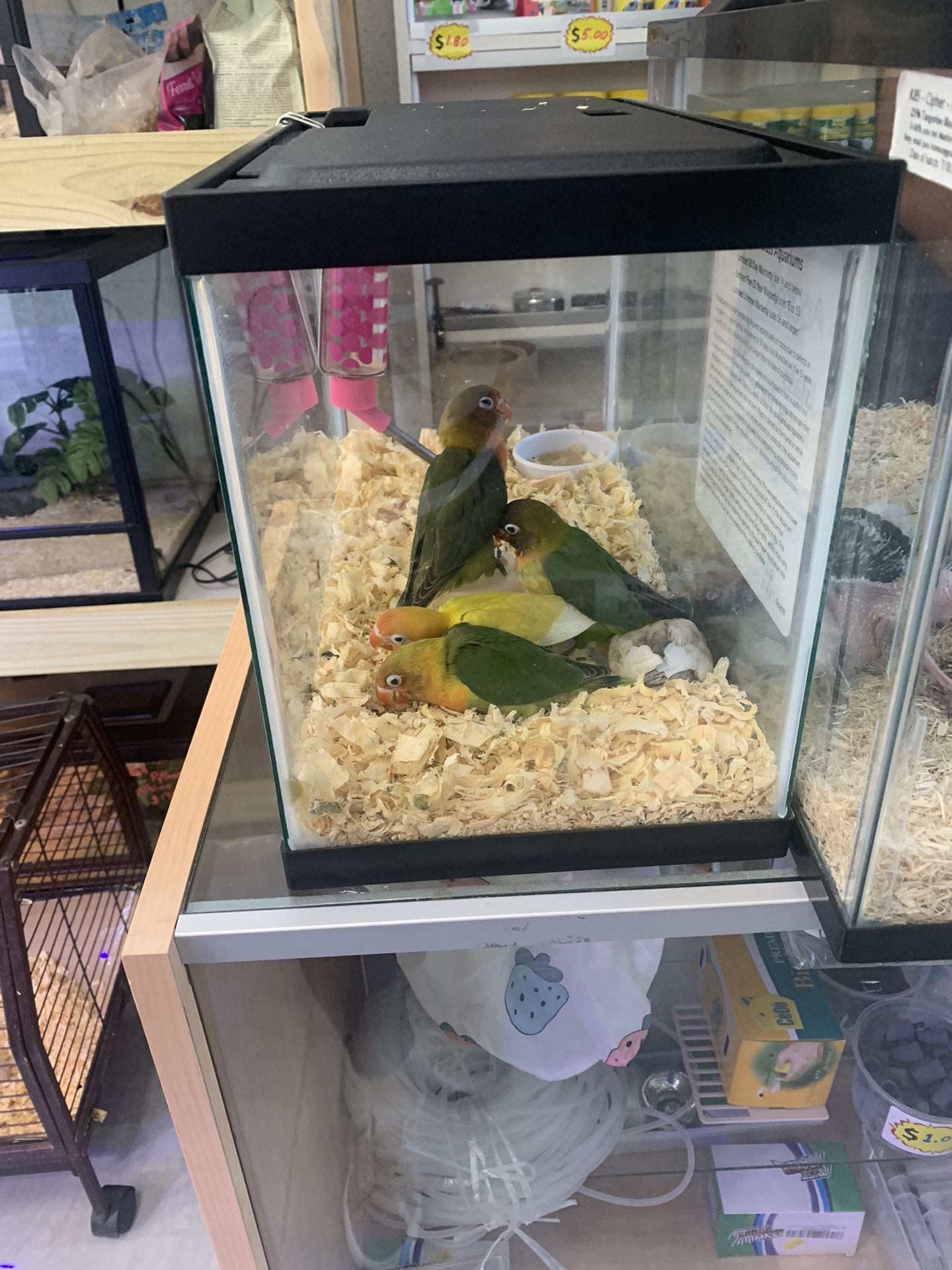Love bird cage