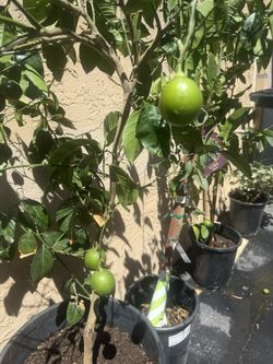 Lime Citrus Trees