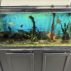 55 gallon fish tank with stand