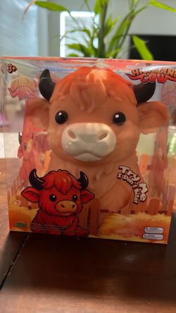 Highland Cow