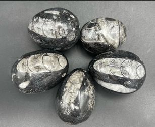 5 Orthoceras 2.5" Fossil Eggs Carved in Morocco