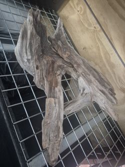 Drift Wood Decoration 