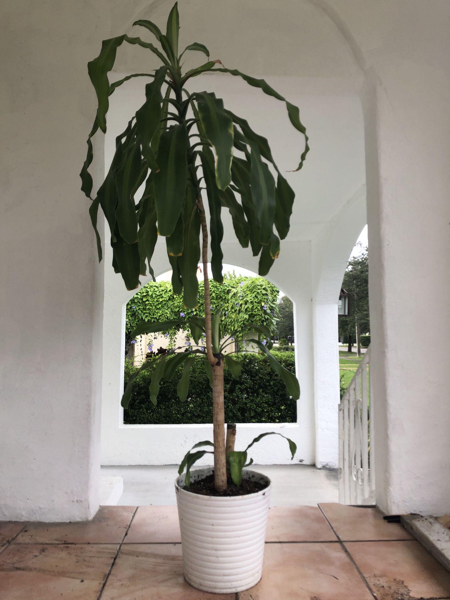 Mass Cane (a.k.a. Corn Plant or Dracaena Massangeana) | 7’ tall with planter