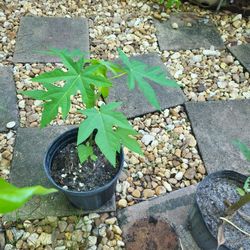 papaya plants 