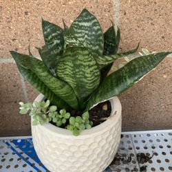 Snake Plants 🪴 