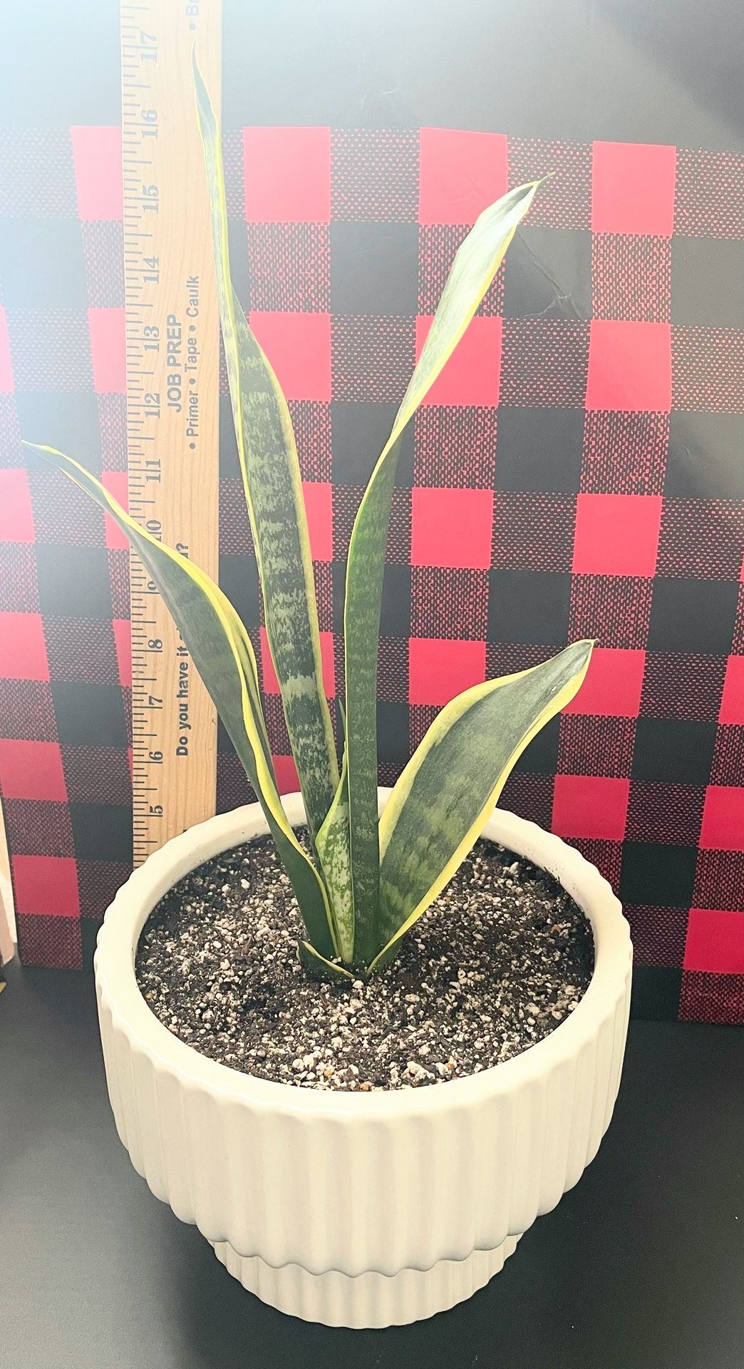 Sansevieria Trifasciata (Snake Plant /Live Plant Sansevieria/ mother-in-law's tongue/sword of saint Joseph, Live Plant