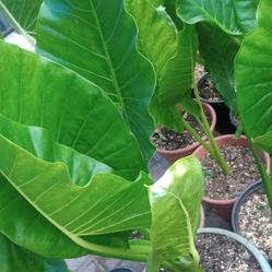 Oreja De Elefante Elephant Ear Plants 