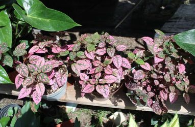 Polka Dot Plants
