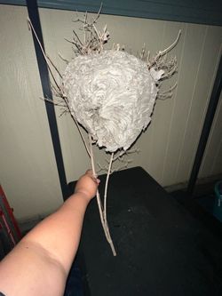 Paper wasps
