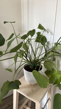 Please read! Monstera Deliciosa (Swiss Cheese Plant)🪴