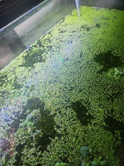 Aquarium Duckweed
