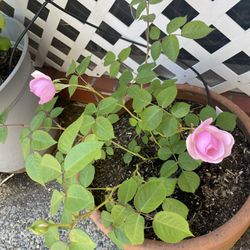 Beautiful Pink Rose Plant