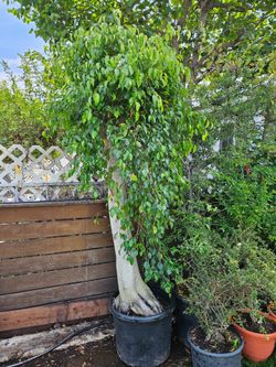 Old Ficus Benjamin Bonsai Tree  Outdoor and Indoor plant