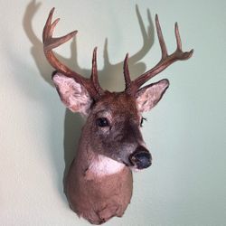 Northeastern 9 Point Whitetail Shoulder Mount