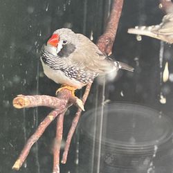 Finch Nests 