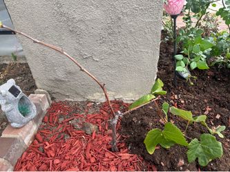 Healthy grape plant