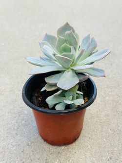 Succulents plants 🪴