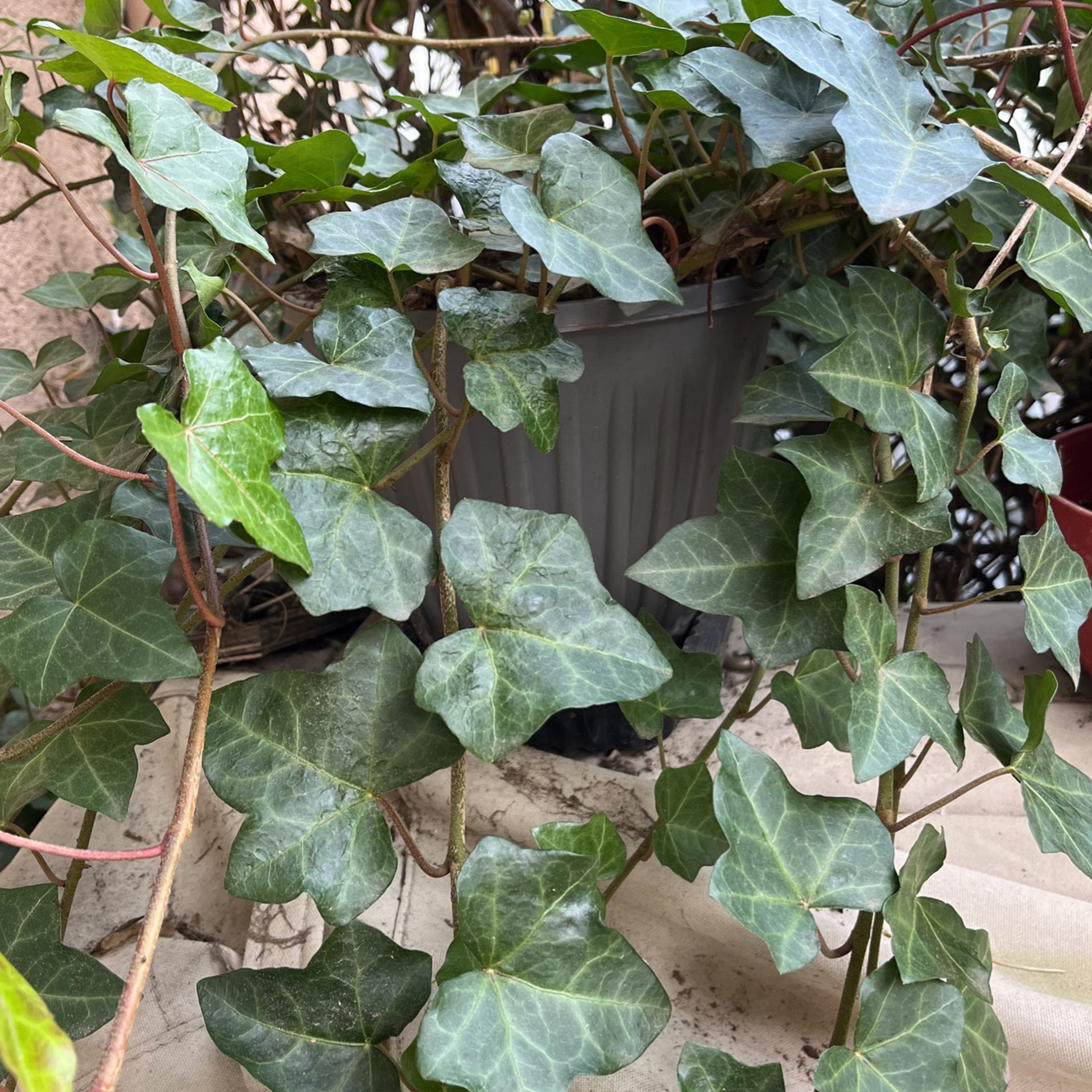 Ivy Plants In In Pot Decorative 