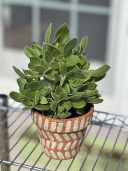 Live Plant
