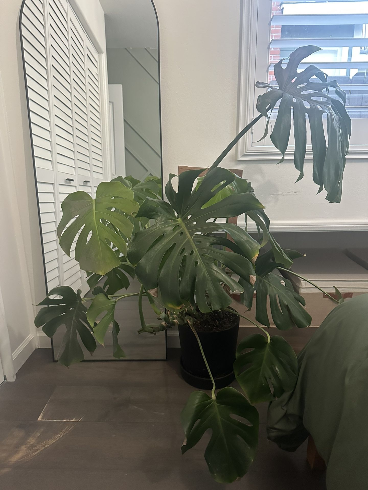 Monstera House Plant